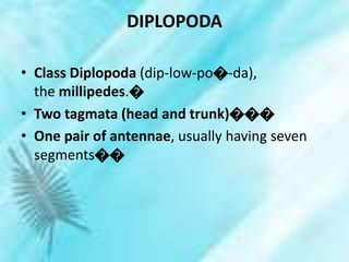 DIPLOPODA
• Class Diplopoda (dip-low-po�-da),
the millipedes.�
• Two tagmata (head and trunk)���
• One pair of antennae, usually having seven
segments��
 