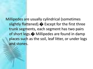 Millipedes are usually cylindrical (sometimes
slightly flattened).� Except for the first three
trunk segments, each segment has two pairs
of short legs.� Millipedes are found in damp
places such as the soil, leaf litter, or under logs
and stones.
 