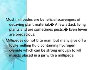 Most millipedes are beneficial scavengers of
decaying plant material.� A few attack living
plants and are sometimes pests.� Even fewer
are predacious.
Millipedes do not bite man, but many give off a
foul-smelling fluid containing hydrogen
cyanide which can be strong enough to kill
insects placed in a jar with a millipede
 