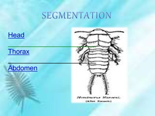 Head
_______________________
Thorax
_______________________
Abdomen
 