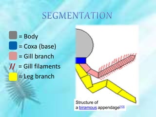 = Body
= Coxa (base)
= Gill branch
// = Gill filaments
= Leg branch
Structure of
a biramous appendage[13]
 