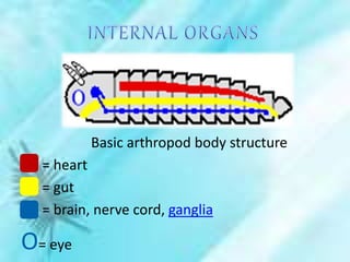 Basic arthropod body structure
= heart
= gut
= brain, nerve cord, ganglia
O= eye
 