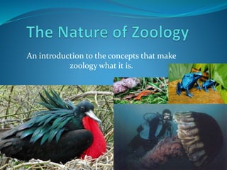 An introduction to the concepts that make
zoology what it is.
 