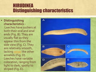 PHYLUM ANNELIDA (Segmented worms) | PPTX
