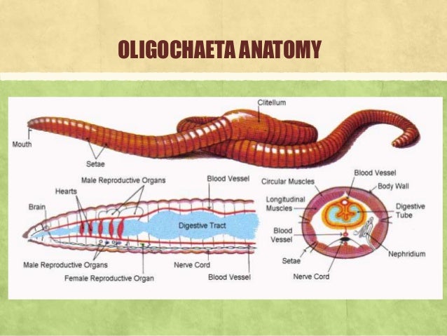 Annelida Roundworm Diagram Phylum Annelida Worms Insects Worm Farm