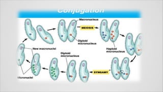 Lesser Protostomes protostomes and deuterostomes | PDF