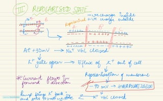 Zoology notes class 11 neural control and coordination | PDF