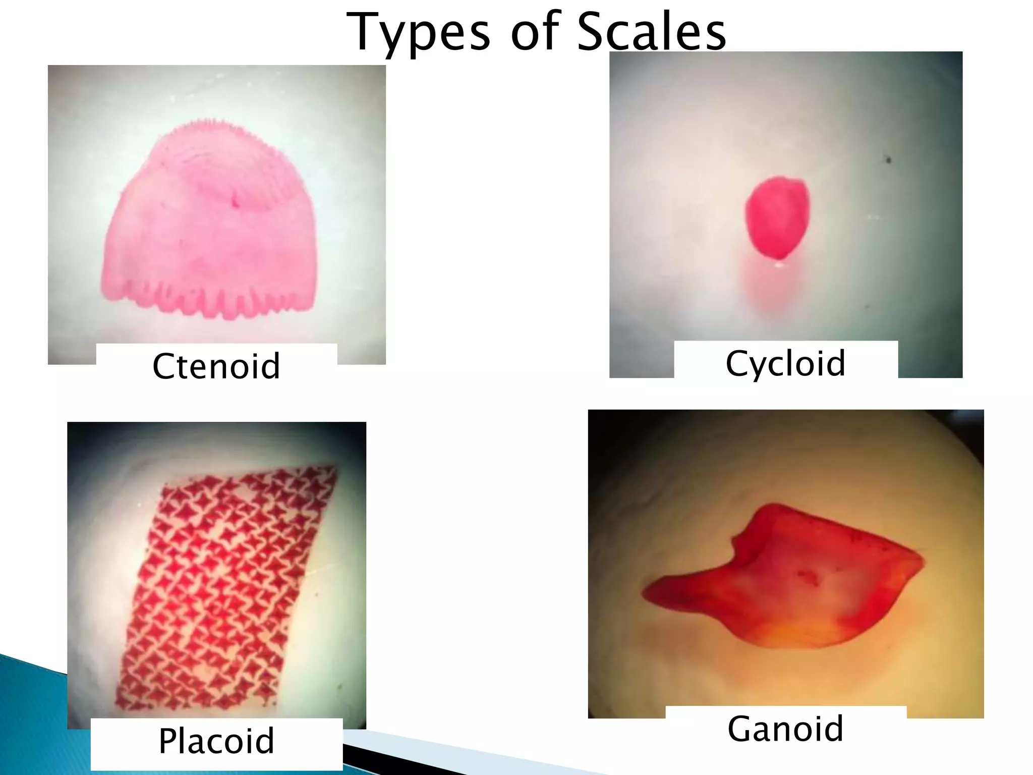 Types of ScalesCycloidCtenoidGanoidPlacoid