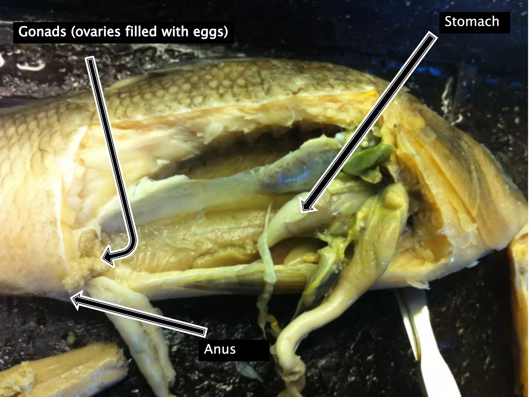 StomachGonads (ovaries filled with eggs)Anus