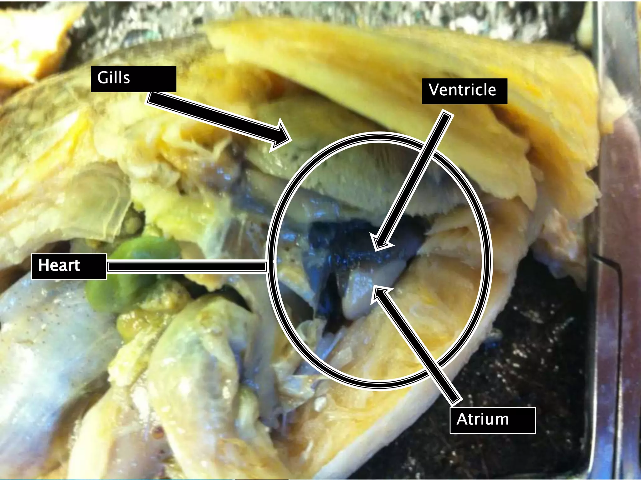 GillsVentricleHeartAtrium