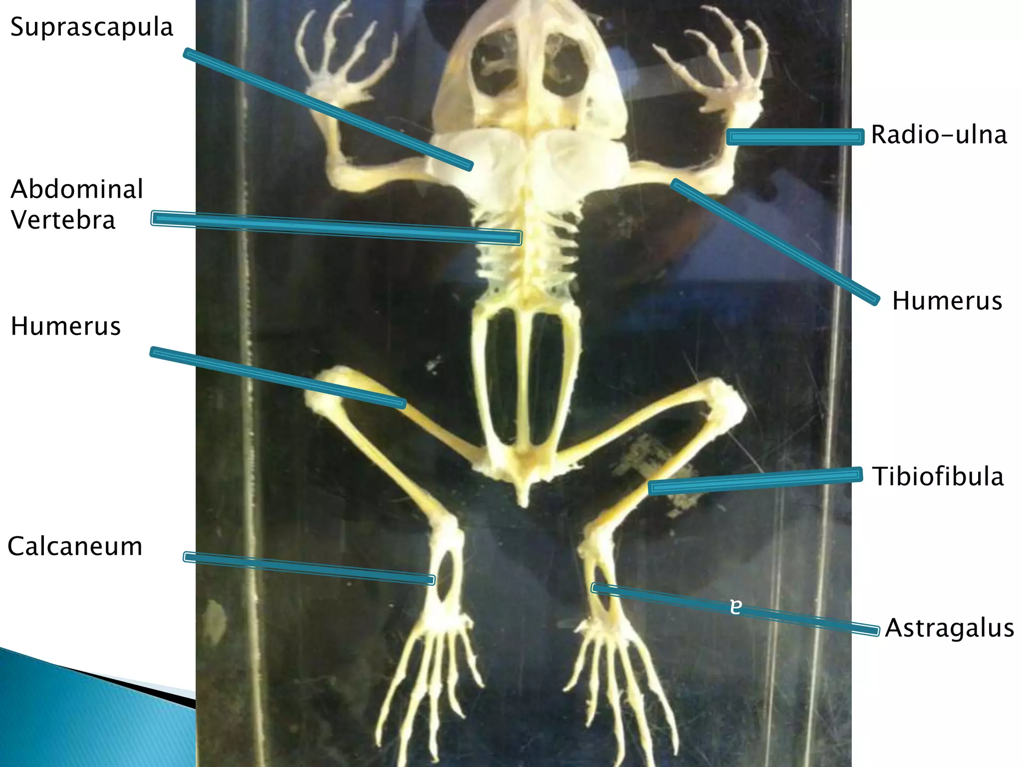 SuprascapulaRadio-ulnaAbdominal VertebraHumerusHumerusTibiofibulaCalcaneumaAstragalus
