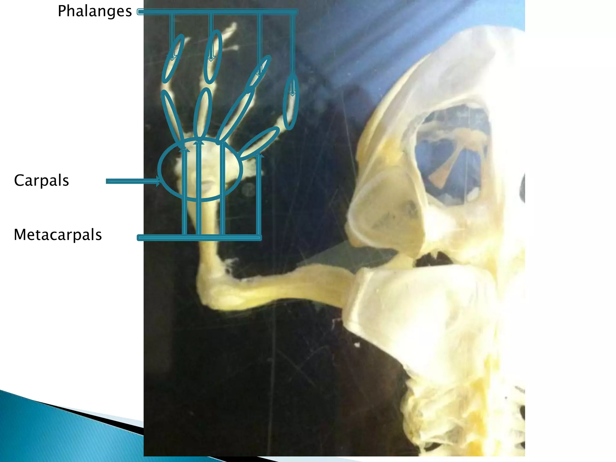 PhalangesCarpalsMetacarpals