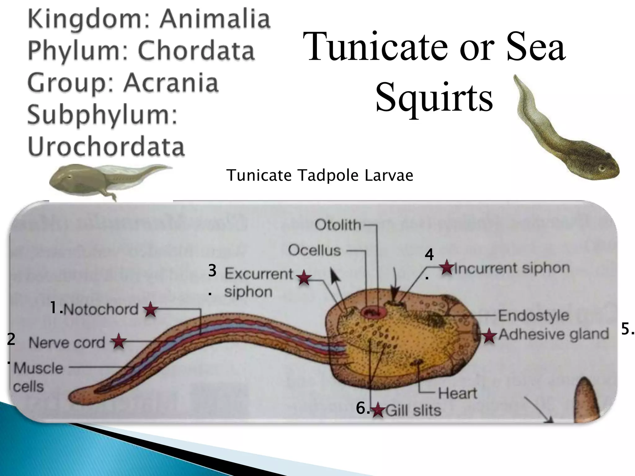 Tunicate or Sea SquirtsKingdom: AnimaliaPhylum: ChordataGroup: AcraniaSubphylum: UrochordataTunicate Tadpole Larvae4.3.1.5.2.6.