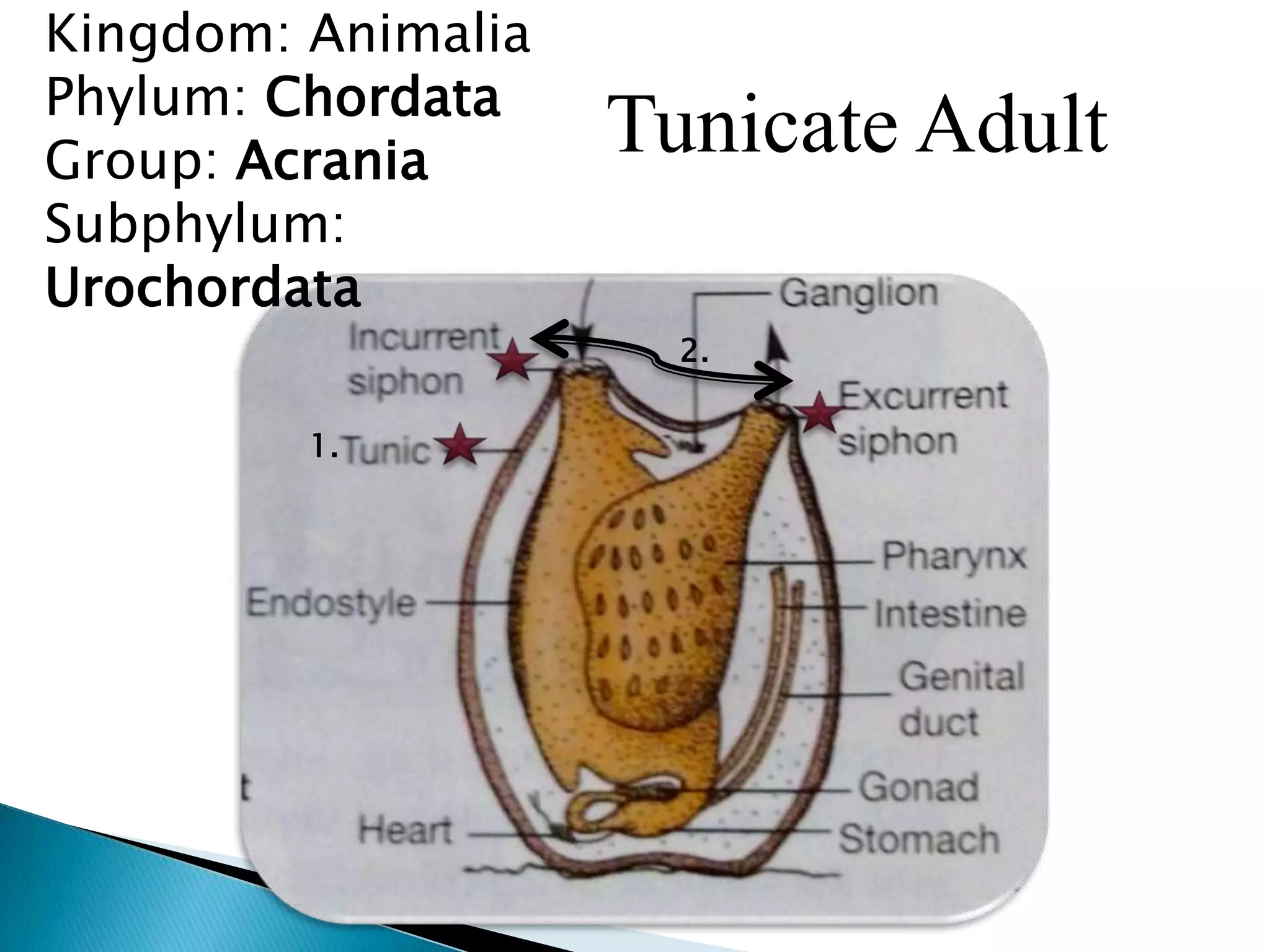 Kingdom: AnimaliaPhylum: ChordataGroup: AcraniaSubphylum: UrochordataTunicate Adult2.1.