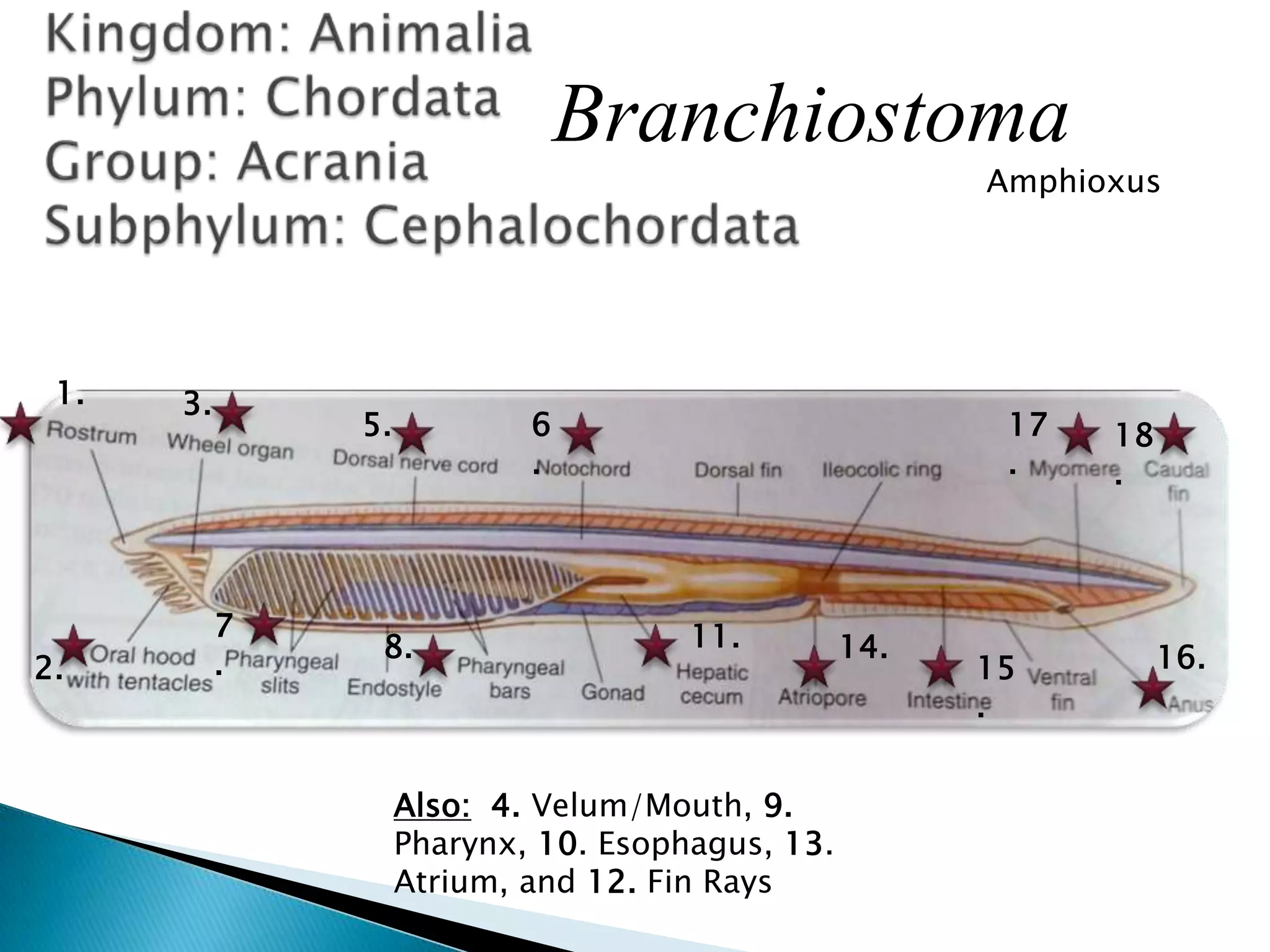 Kingdom: AnimaliaPhylum: ChordataGroup: AcraniaSubphylum: CephalochordataBranchiostomaAmphioxus1.3.5.6.17.18.7.11.8.14.16.2.15.Also:4. Velum/Mouth, 9. Pharynx, 10. Esophagus, 13. Atrium, and 12. Fin Rays 