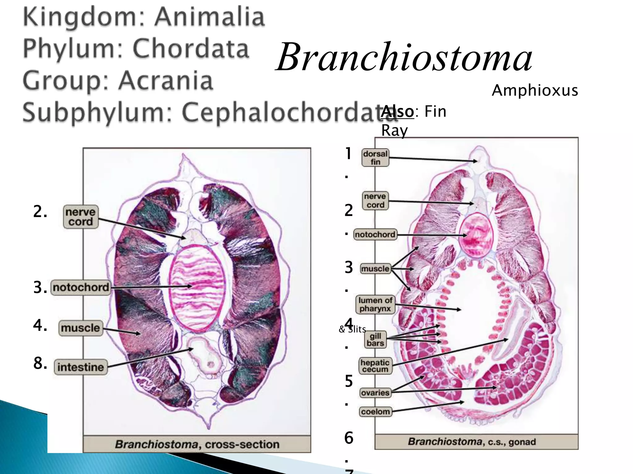 Kingdom: AnimaliaPhylum: ChordataGroup: AcraniaSubphylum: CephalochordataBranchiostomaAmphioxusAlso: Fin Ray1.2.3.4.5.6.7.2.3.4.8.& Slits
