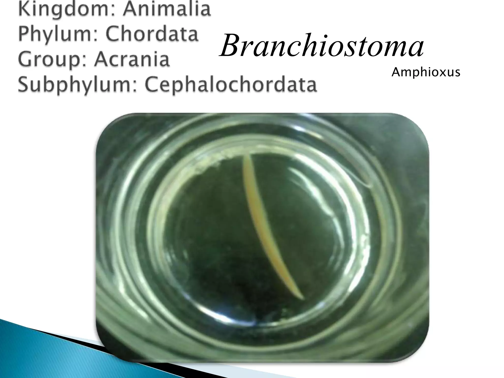 Kingdom: AnimaliaPhylum: ChordataGroup: AcraniaSubphylum: CephalochordataBranchiostomaAmphioxus