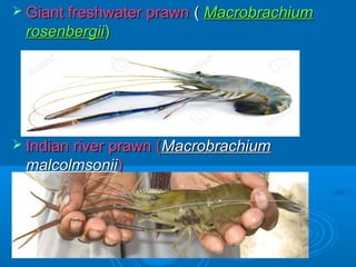 Freshwater, Brackish water and Marine fish culture of India by Dr. S. G ...
