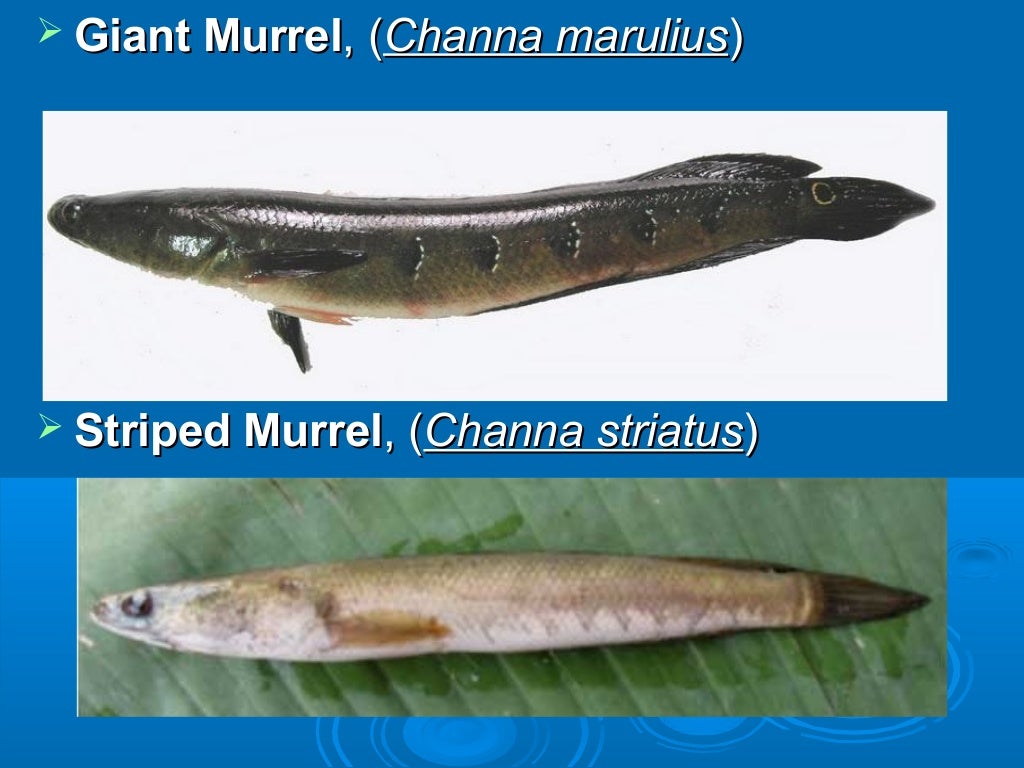 Freshwater, Brackish water and Marine fish culture of India by Dr. S.…