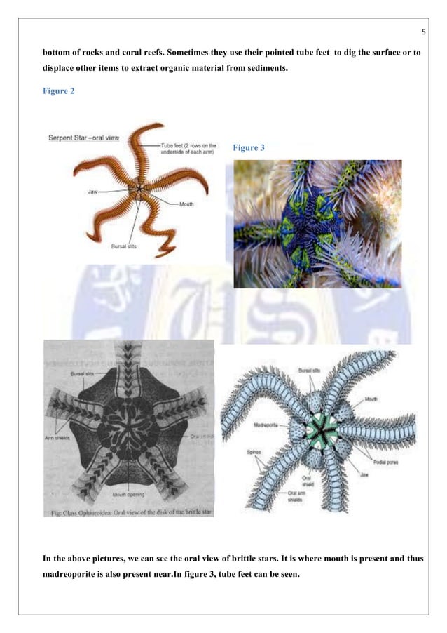 Water vascular system in bittle star PDF