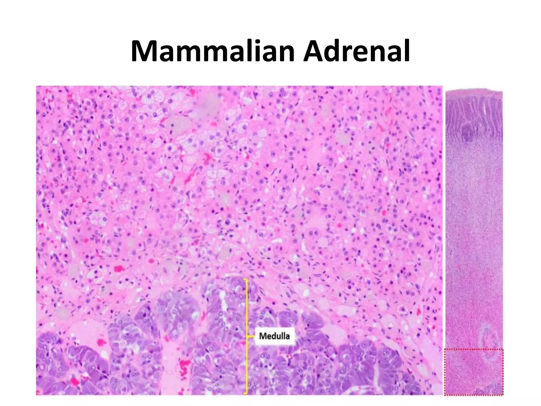 Zoology B. Sc II sem.pptx