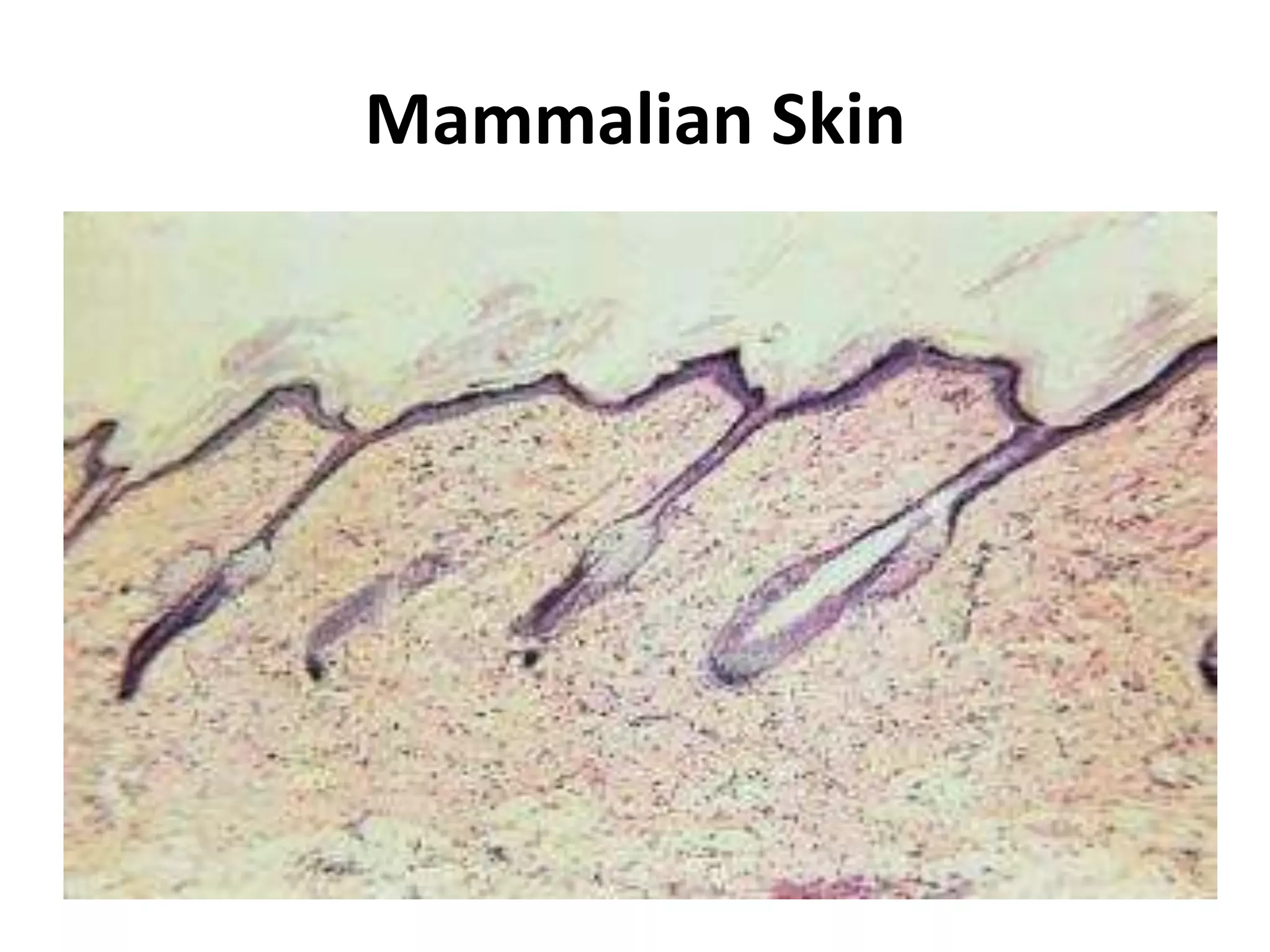 Zoology B. Sc II sem.pptx