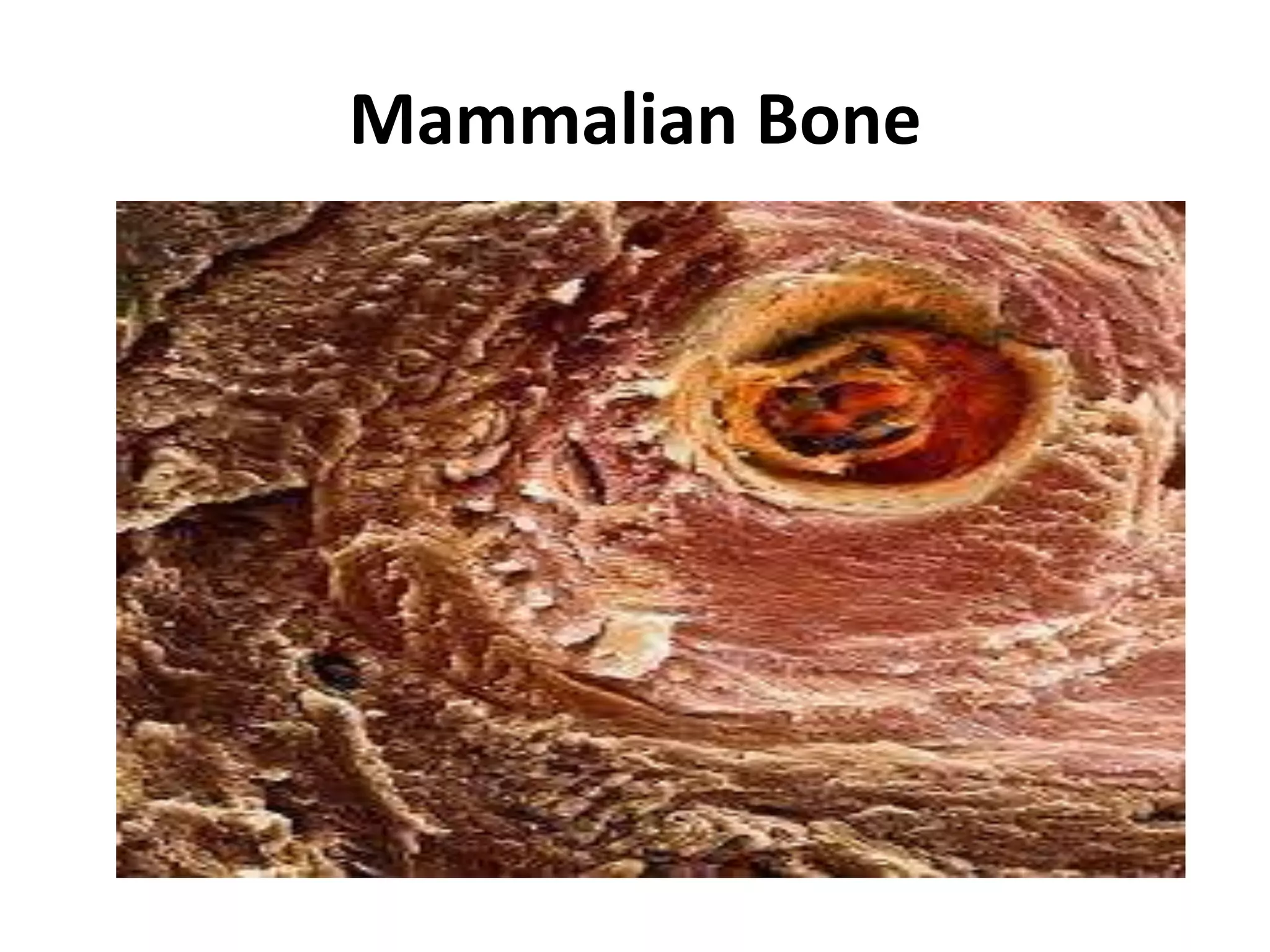 Zoology B. Sc II sem.pptx