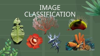 IMAGE
CLASSIFICATION
 