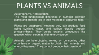 PLANTS VS ANIMALS
Autotrophs vs. Heterotrophs
The most fundamental difference in nutrition between
plants and animals lies in their methods of acquiring food.
Plants are autotrophs, meaning they can produce food
using sunlight, water, and carbon dioxide through
photosynthesis. They create organic compounds like
glucose, which serve as their energy source.
Animals are heterotrophs, relying on consuming other
organisms or organic matter to obtain the nutrients and
energy they need. They cannot produce their own food.
 