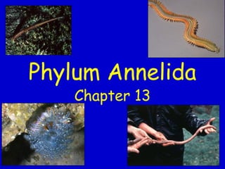 Phylum Annelida
Chapter 13

 
