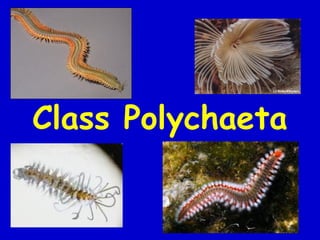 Polychaetae Labeled Zoology ch13annelida | PPT