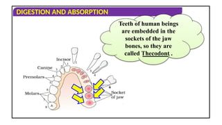 ZOOLOGY DIGESTION (4).ppt digestive syst | PPT