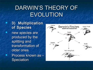 DARWIN’S THEORY OFDARWIN’S THEORY OF
EVOLUTIONEVOLUTION
 3) Multiplication3) Multiplication
of Speciesof Species
 new species arenew species are
produced by theproduced by the
splitting andsplitting and
transformation oftransformation of
older onesolder ones
 Process known as –Process known as –
SpeciationSpeciation
 