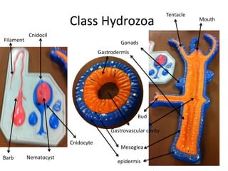 Tentacle
                        Class Hydrozoa                                     Mouth

           Cnidocil
Filament                                    Gonads
                                    Gastrodermis




                                                   Bud

                                        Gastrovascular cavity

                        Cnidocyte
                                            Mesoglea
Barb       Nematocyst
                                           epidermis
 