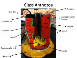 Class Anthozoa
                                                Tentacles
          Oral disk

                                         Septal perforation
                                         (ostium)
 gastrodermis

                                                Pharynx

 epidermis                                gonads


             septa




Gastrovascular cavity
                                         acontia

   Pedal disk
 
