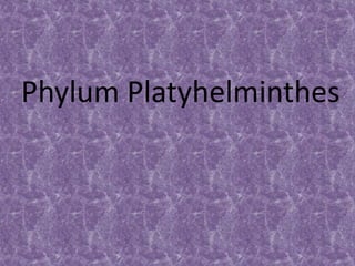 Phylum Platyhelminthes
 