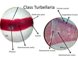 Class Turbellaria                          Circular muscle


                                 Ocelli (eye spot)                      Longitudinal muscle




40x                                     Auricle




                Gastrovascular cavity                                 400x c.s.
                                            Dorsoventral muscle
      Pharynx
                                                                    Gastrovascular cavity
 