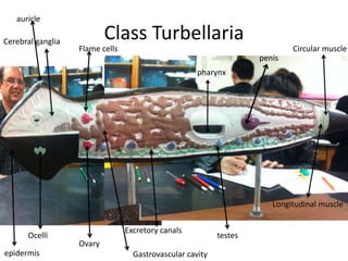 auricle

Cerebral ganglia
                           Class Turbellaria
                   Flame cells                                              Circular muscle
                                                                    penis
                                                     pharynx




                                                                       Longitudinal muscle


                                 Excretory canals
      Ocelli                                               testes
                   Ovary
epidermis                          Gastrovascular cavity
 