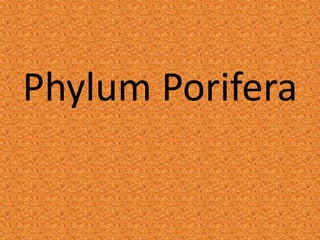 Phylum Porifera
 