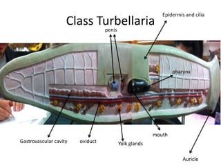 Epidermis and cilia
                    Class Turbellaria
                           penis




                                                        pharynx




                                                mouth
Gastrovascular cavity   oviduct   Yolk glands

                                                            Auricle
 