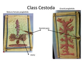 Class Cestoda               Gravid proglottids
Mature female proglottids




                                    Genital pore




                            ovary
 