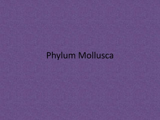 Phylum Mollusca
 