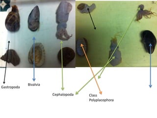 Bivalvia
Gastropoda
                        Cephalopoda   Class
                                      Polyplacophora
 