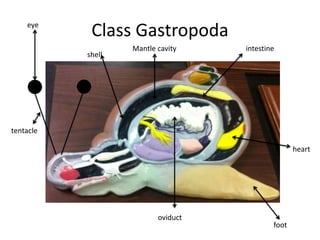 eye
            Class Gastropoda
                   Mantle cavity    intestine
           shell




tentacle

                                                   heart




                          oviduct
                                            foot
 