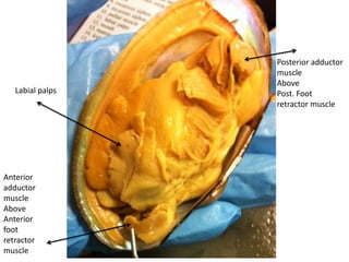 Posterior adductor
                  muscle
                  Above
   Labial palps   Post. Foot
                  retractor muscle




Anterior
adductor
muscle
Above
Anterior
foot
retractor
muscle
 