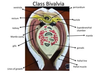 ventricle
                   Class Bivalvia   pericardium



    rectum
                                    auricle


     kidney                            Suprabranchial
                                       chamber

   Mantle cavity                                  mantle



     gills
                                       gonads


                         FOOT

                                        Pallial line

                                    Pallial muscle
Lines of growth
 