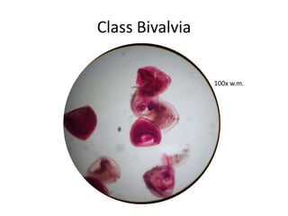 Class Bivalvia


                 100x w.m.
 