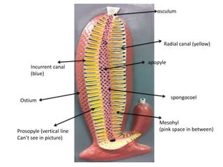 osculum




                                 Radial canal (yellow)


                           apopyle
      Incurrent canal
      (blue)



                                     spongocoel
 Ostium



                               Mesohyl
Prosopyle (vertical line       (pink space in between)
Can’t see in picture)
 