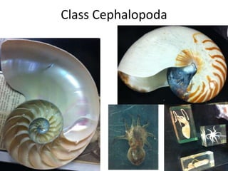 Class Cephalopoda
 