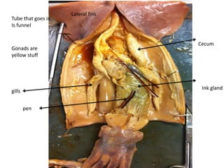 Lateral fins
Tube that goes in
Is funnel


                                   Cecum
Gonads are
yellow stuff




                                    Ink gland
gills


        pen
 
